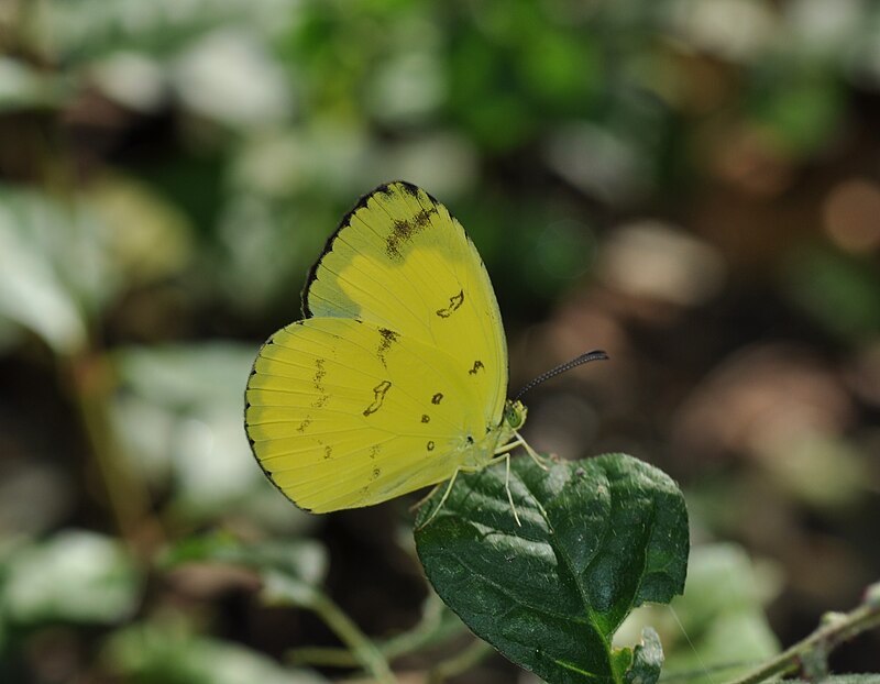 Eurema andersonii